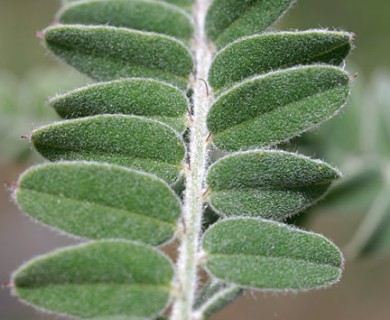 Amorpha canescens