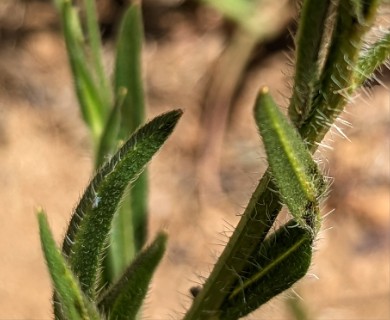 Amsinckia menziesii