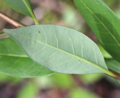 Amsonia rigida