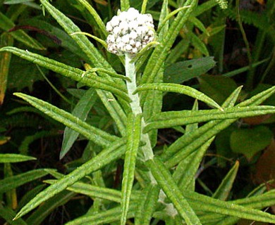 Anaphalis margaritacea