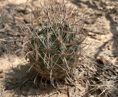 Ancistrocactus scheeri