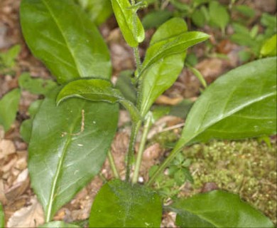 Andersonglossum virginianum