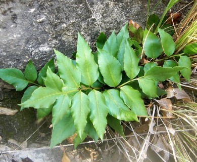 Anemia mexicana