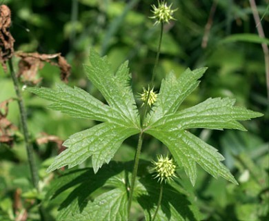 Anemonastrum canadense