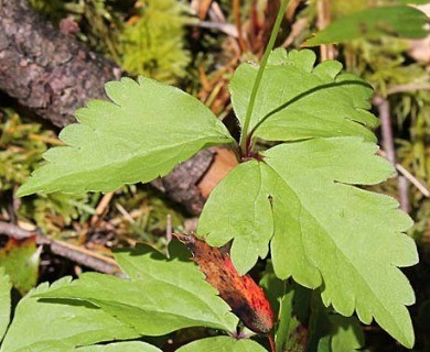 Anemonastrum deltoideum