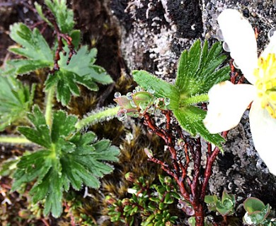 Anemonastrum sibiricum