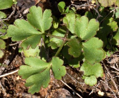 Anemone berlandieri