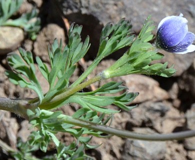 Anemone drummondii