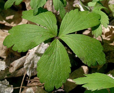 Anemonoides quinquefolia