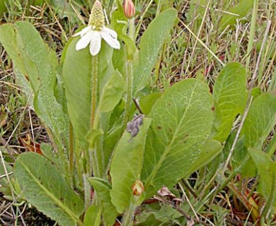 Anemopsis californica