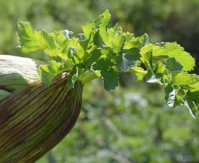 Angelica atropurpurea