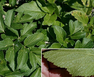 Angelica lucida