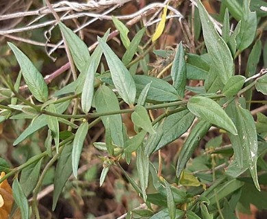 Anisacanthus quadrifidus