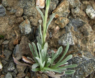 Antennaria friesiana