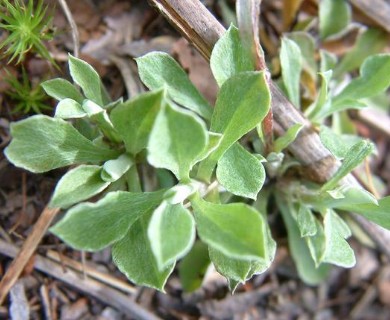 Antennaria howellii