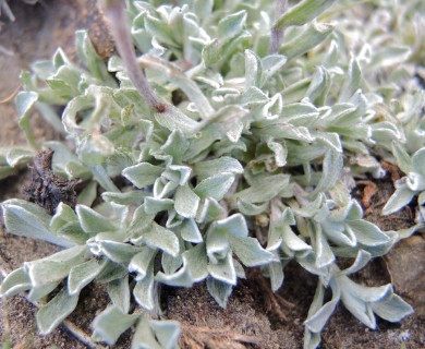 Antennaria rosea