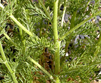 Anthemis cotula