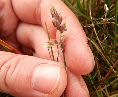 Anthoxanthum arcticum