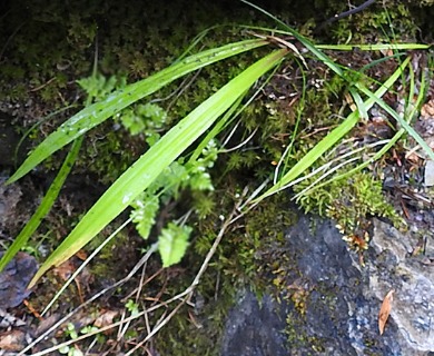 Anticlea occidentalis