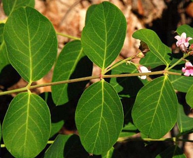 Apocynum androsaemifolium