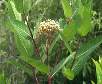 Apocynum cannabinum