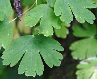 Aquilegia canadensis