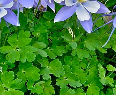 Aquilegia coerulea