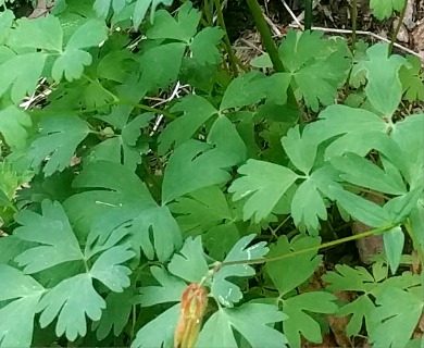 Aquilegia formosa