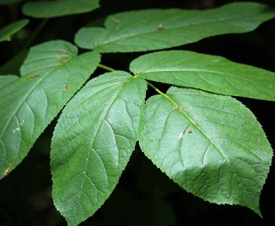 Aralia californica