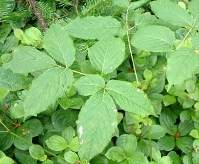 Aralia nudicaulis