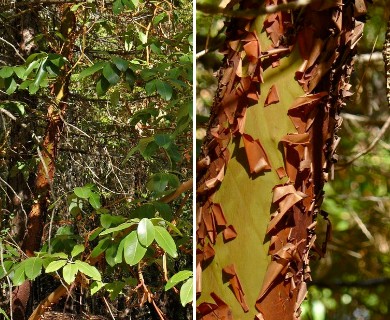 Arbutus menziesii