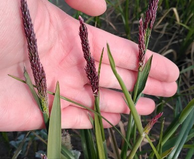 Arctagrostis latifolia