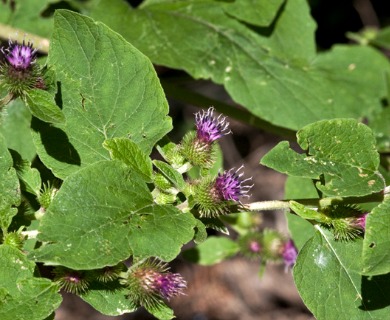 Arctium minus