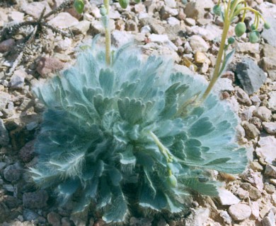 Arctomecon californica