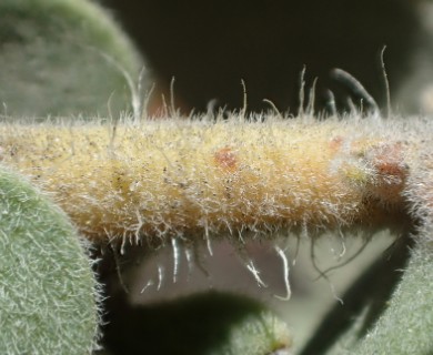 Arctostaphylos auriculata