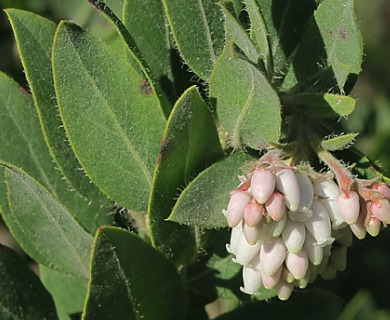 Arctostaphylos columbiana