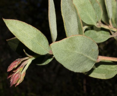 Arctostaphylos glandulosa