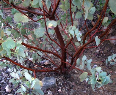 Arctostaphylos glauca