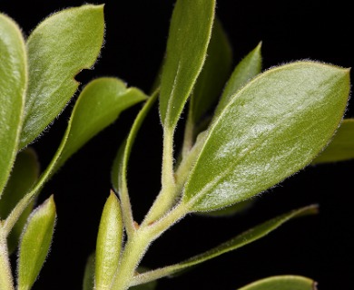 Arctostaphylos nevadensis