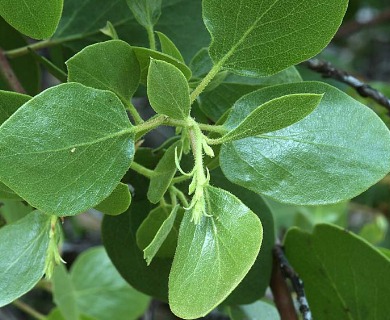 Arctostaphylos patula