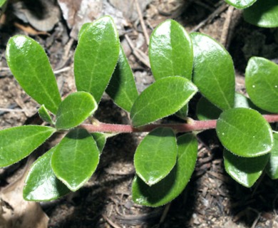 Arctostaphylos uva-ursi