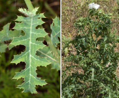 Argemone albiflora