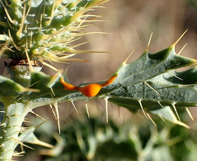 Argemone aurantiaca