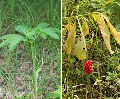 Arisaema dracontium