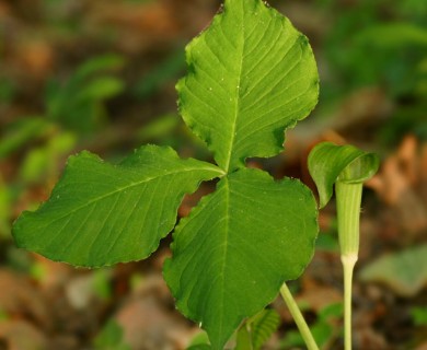 Arisaema triphyllum