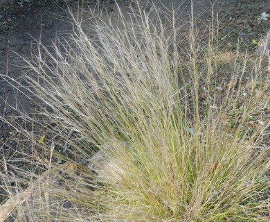 Aristida purpurea