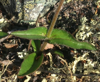 Arnica griscomii