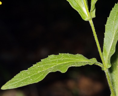 Arnica lanceolata