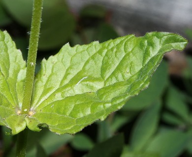 Arnica latifolia