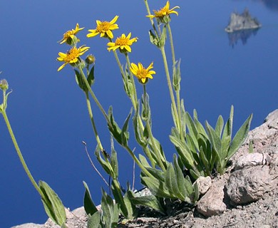 Arnica mollis